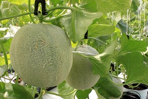 9X từ bỏ việc học ở Mỹ về Việt Nam trồng dưa lưới