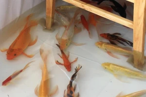 Quán cà phê độc lạ có cá bơi lội dưới chân khách