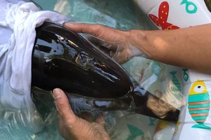 Nam thanh niên kể lại lúc ôm cá heo 3 tiếng dưới biển