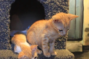 Quán cà phê nuôi đầy mèo hoang ở TP.HCM