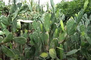 Cây xương rồng tai thỏ được coi là món ăn