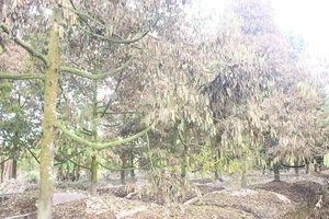 Clip: Nông dân trắng tay vì sầu riêng chết la liệt