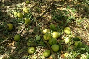 Clip: Bưởi rụng trắng gốc do triều cường kỷ lục ở Vĩnh Long