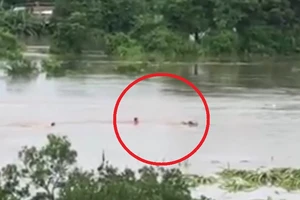 Liều mình bơi giữa dòng lũ cứu bò bị trôi