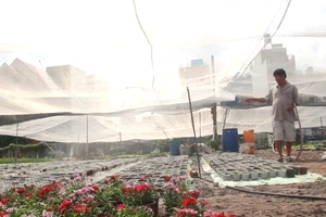 Sau bão số 9, các nhà vườn ở TP.HCM khẩn trương trồng hoa Tết
