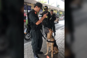 Chú cảnh khuyển ở sân bay Tân Sơn Nhất hiểu được tiếng người