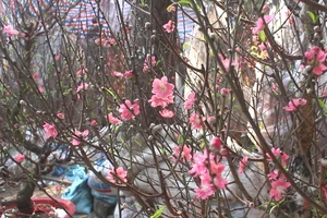 Có một phố hoa đào giữa lòng TP. HCM