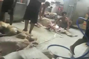 Thịt bò, gà bẩn vương vãi khắp sàn nhà, gần cống thoát nước