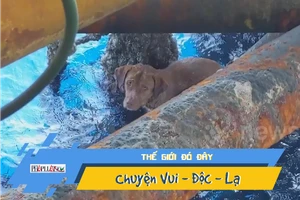 Video: Phát hiện chú chó giữa đại dương, cách bờ 220km