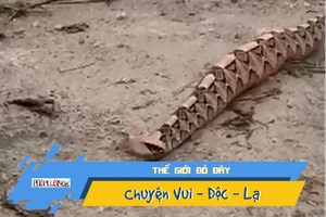 Kỳ lạ rắn độc nhất hành tinh nhìn y hệt sâu róm