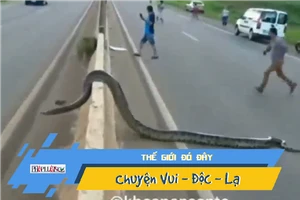 Video: Trăn khủng bò ngang đường, thiên hạ náo loạn