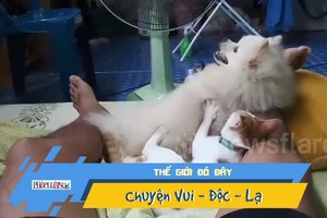 Chú chó sung sướng khi được mèo massage 