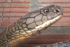 Video: Cận cảnh cặp rắn hổ 60kg ở Núi Cấm