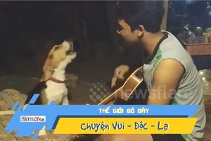 Video: Thích thú với chú chó 'hát' khi chủ đệm đàn