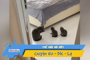 Video: Mèo con học cách rửa mặt từ mèo mẹ