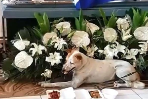 Video: Cảm động chú chó ngày ngày đợi bạn đã qua đời