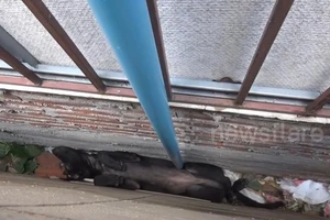 Video: Giải cứu bầy chó mắc kẹt giữa hai toà nhà