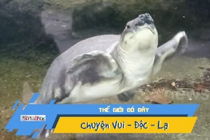 Video: Lạ lùng loài rùa mũi lợn 