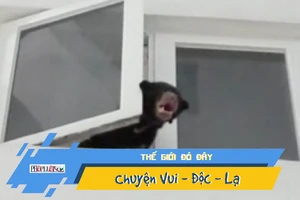 Video: Ca sĩ Malaysia bị bắt vì tưởng nhầm gấu là chó