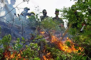 Video: Cháy rừng tự nhiên ở Đà Nẵng