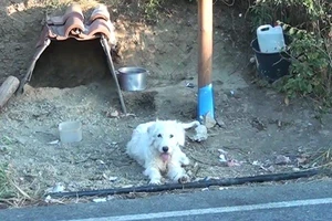 Chủ mất vì tai nạn, chú chó 'dọn' đến ở tại hiện trường