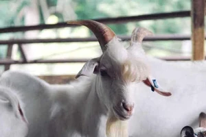 Dê nổi tiếng vì đẹp trai như ngôi sao Hàn Quốc