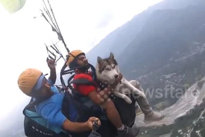 Video: Chó nhảy dù lượn ở độ cao hơn 1.000 m