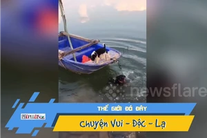 Chú chó anh hùng cứu bạn mắc kẹt trên thuyền đứt neo