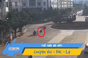 Đường phố náo loạn vì đà điểu xổng chuồng