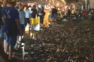 Người dân giúp tài xế xe tải bị lật gom gần 3 tấn cá 