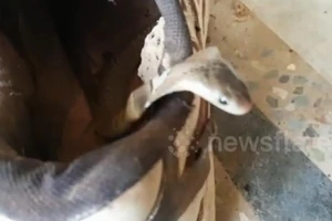 Hoảng hồn phát hiện rắn hổ mang trong chiếc giày