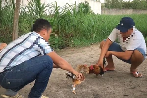 Điều tra: Các xới gà nhan nhản ở vùng ven TP.HCM