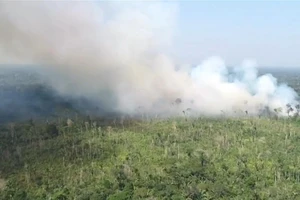 Rừng Amazon hoang tàn sau khi bị lửa tàn phá