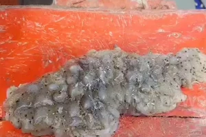 Video: Phát hiện sinh vật kỳ dị ở vịnh Thái Lan