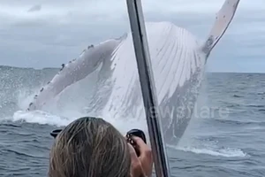 Chiêm ngưỡng cá voi hàng chục tấn phóng khỏi mặt nước