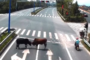 Video: Hai con bò nhà kéo nhau ra giao lộ đại chiến