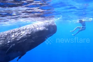 Sửng sốt với cô gái chơi đùa trước miệng cá voi