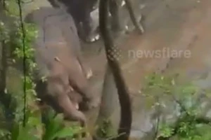 Cứu bạn, 6 con voi bỏ mạng nơi thác nước