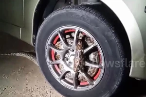 Ớn lạnh phát hiện trăn cuộn tròn trong bánh xe ô tô