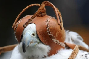 Ông Putin tặng chim quý cho Quốc vương Saudi Arabia 