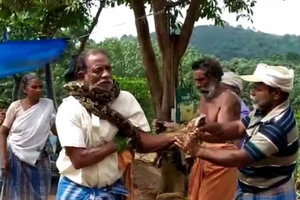 Suýt chết sau khi bị trăn dài 3 m siết cổ