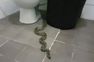 Tá hỏa phát hiện trăn 2 m trong nhà vệ sinh