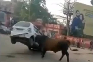 Bò tót phá banh ô tô sau khi bị chọc ghẹo