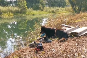 Chó chờ trên bờ sau khi chủ rơi xuống ao chết đuối