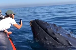 Cá voi ngoi lên mặt nước để 'xin 1 nụ hôn'