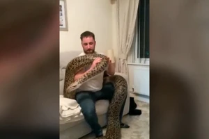 Mạo hiểm nuôi trăn dài 5,5m, nặng 110kg trong nhà như thú cưng