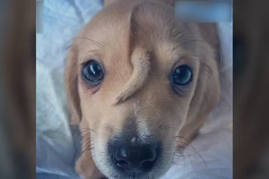 Lạ lùng chú cún có đuôi nằm giữa trán