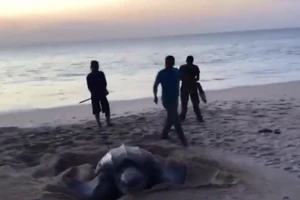 Ngư dân phát hiện rùa cực hiếm lên bờ đẻ hơn trăm trứng