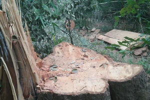 Kiểm lâm nói vụ phá rừng đặc dụng Nam Kar là 'nghiêm trọng'