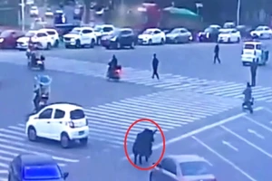 Bò Tây Tạng xổng chuồng náo loạn trung tâm thành phố